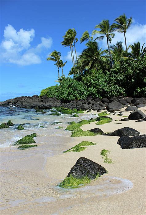 Laniakea Beach Oahu Hawaii Photograph By Rebecca Peeples