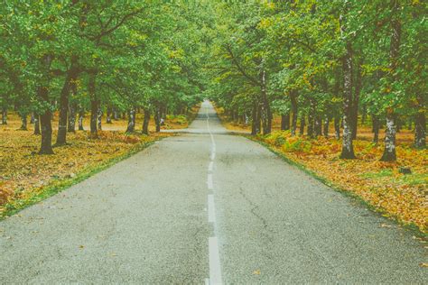 Landscape Photography Of Concrete Road Between Trees · Free Stock Photo