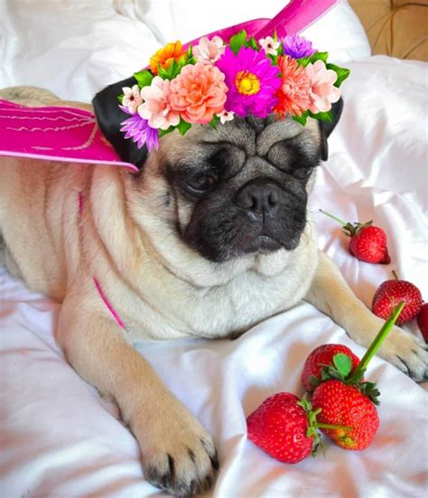 Meet 15 of the Cutest Pugs in the World | Page 4 of 5 | The Dogman