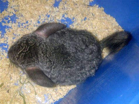 With regular, gentle handling, they will bond strongly with their pet parents. Quality CHINCHILLA For Sale FOR SALE ADOPTION from ...