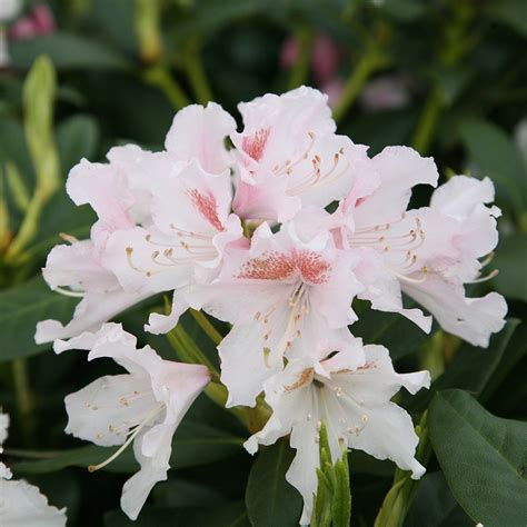 Maybe you would like to learn more about one of these? Buy hybrid rhododendron Rhododendron Cunningham's White: £ ...