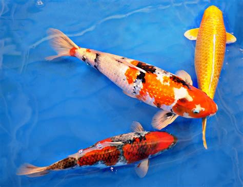 The Koi Fish Legend The Truth Is Windsor Fish Hatchery Online