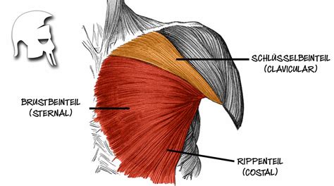 It is composed of three parts named for their origins, with the sternocostal head forming the bulk (~80%) of. Pectoralis major: Wie sollten wir unsere Brust trainieren ...