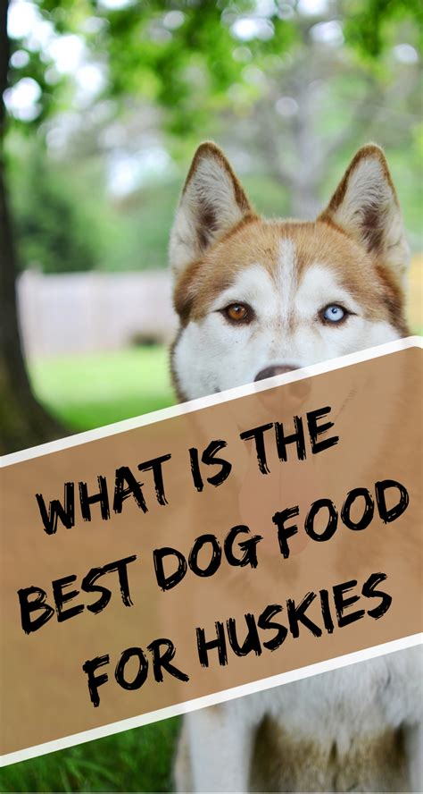 This is very suitable for a huskies nutritional requirements. Pin on Siberian Husky