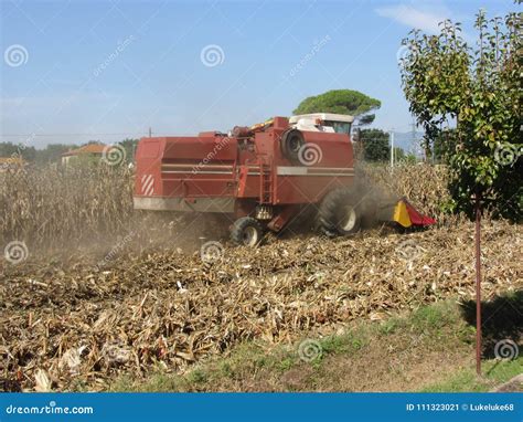 Combine Harvesting Corn Crop In The Cultivated Field Stock Image