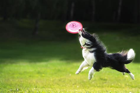 How To Train Your Dog To Catch A Frisbee Wag