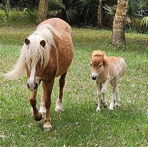 Flying Pig Ranch Fort Pierce Fl