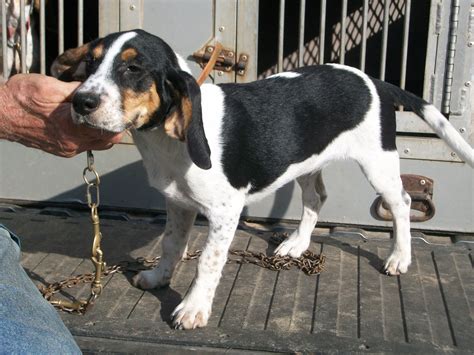 Speed Dogs Rabbit Dogs For Sale