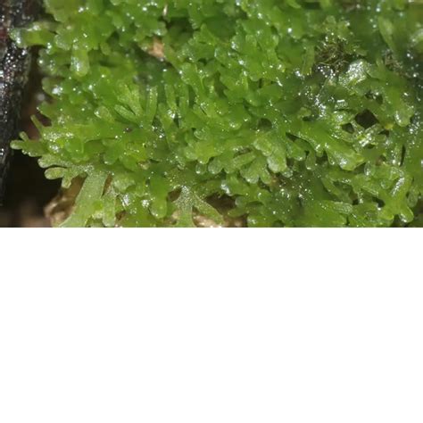 Riccardia Sp Chamedryfolia Mini Pellia Coral Moss Mercado Acuatico
