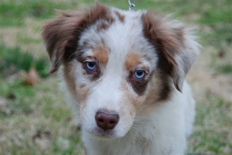 32 Best Mini Australian Shepherd Puppies Images On