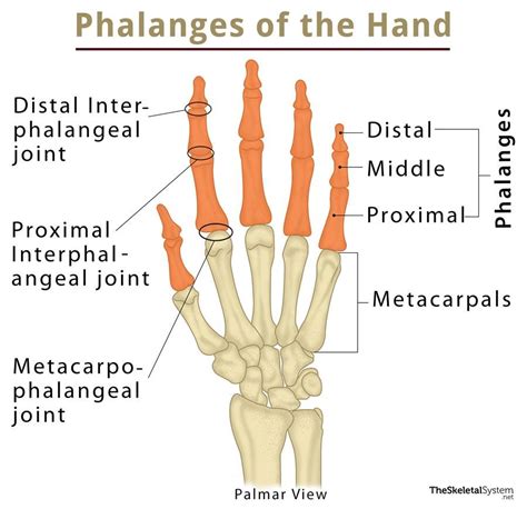 Phalanges Are Distal To The Humerus