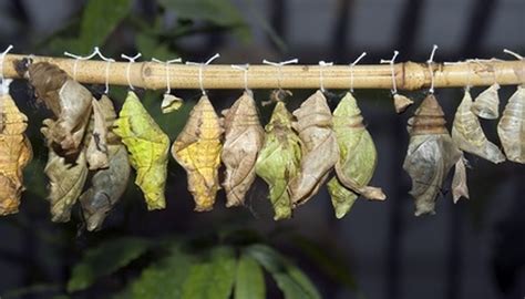 Types Of Cocoons Sciencing