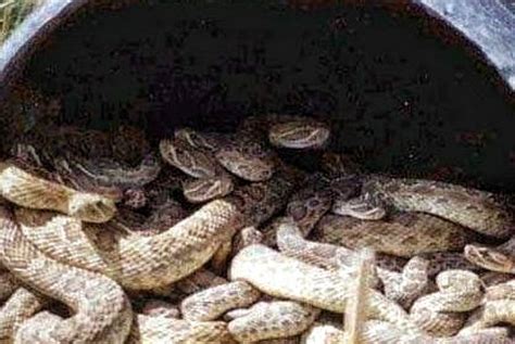 Rattlesnake Den Photo Attributed To The Texas Hill Country Real Or Fake