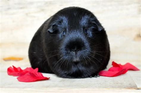 Black Guinea Pigs 6 Fascinating Facts And Pictures Thepetfaq