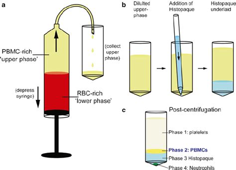 Extracting The Pbmc Phase Of Whole Blood A Schematic Of A Syringe