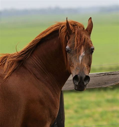 Gg Padrona Rose Arabian Horses Of Aria International Arabian