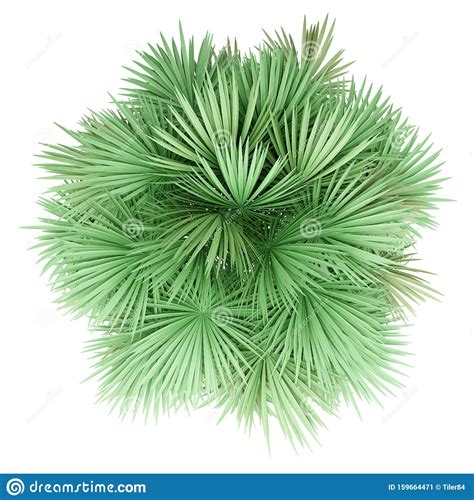 Sabal Palm Tree Isolated On White Top View Stock Illustration