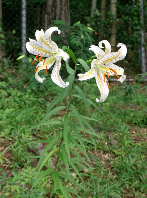 Lilium Auratum Wikipedia