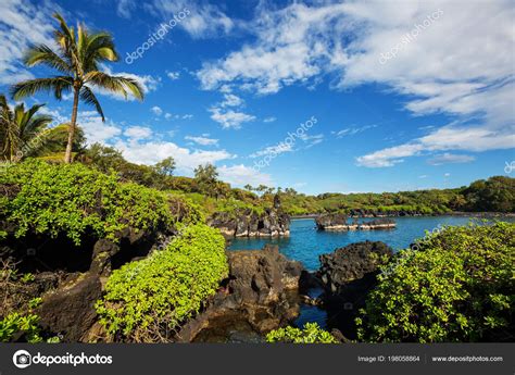 Photography Art And Collectibles Maui Palm Trees Road To Hana Maui Photo