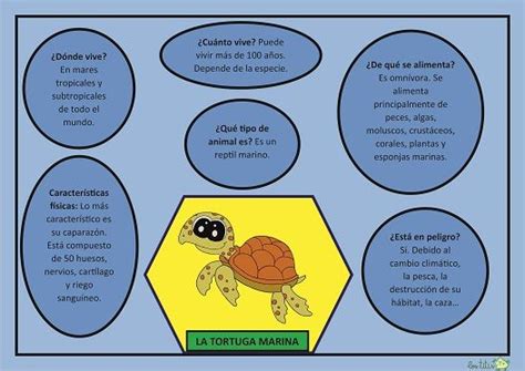 La Tortuga Información Y Características Para Niños