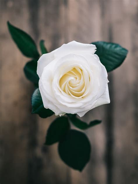 Free Photo Closeup Of Single White Rose