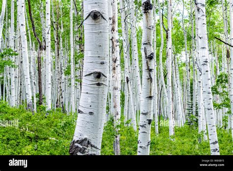 Aspen Forest Trees In Summer On Kebler Pass In Colorado In National