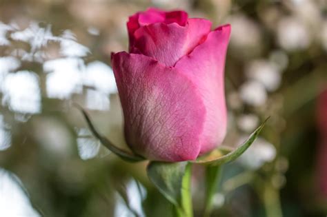 Wallpaper Blossom Ros Pink Flower Flora Bud Blomma Petal Rosa