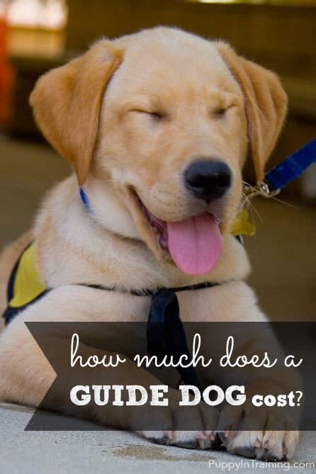 How Much Does A Guide Dog Cost Puppy In Training