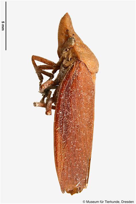 Sharpshooter Leafhoppers Diestostemma Brunneum Melichar 1924a 226