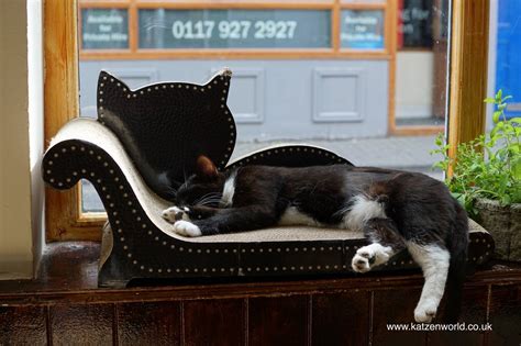 You And Meow The Zen Cat Cafe In Bristol Part 2 Katzenworld