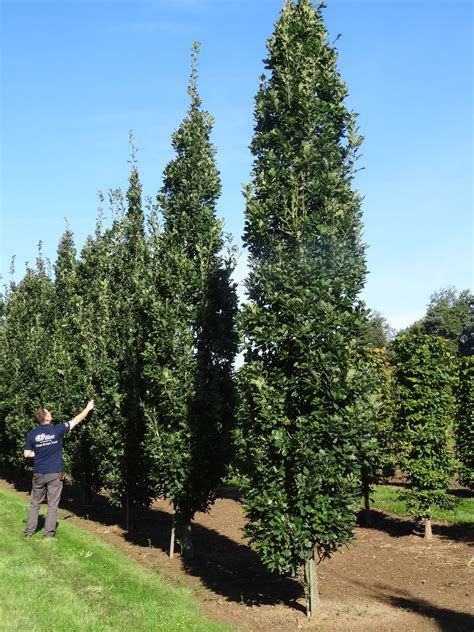 Quercus Robur ‘fastigiata Koster Tree Hillier Trees