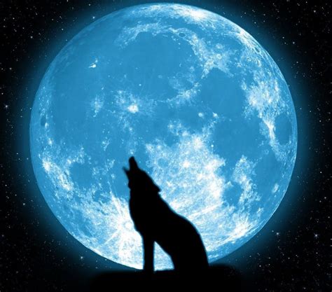 The presence of the moon when a wolf howls, as it turns out, is purely coincidental and circumstantial. Yes I am howling at the moon. Why aren't you? It's national howl at the moon day! - Animal ...