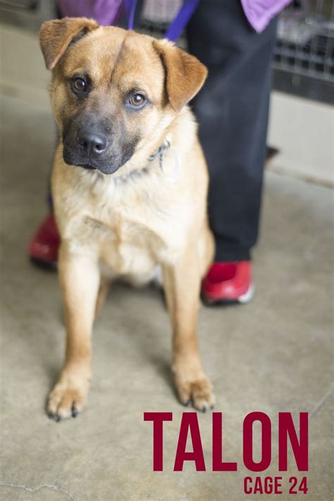 Helping hands pet adoption network's adoption process. Adopt ISO-1 Talon/adopted on | Adoption, Find pets, Stark ...