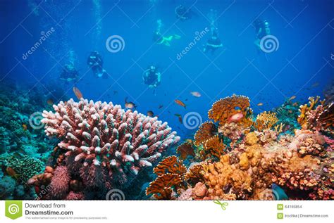 Colorful Underwater Reef With Coral And Sponges