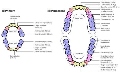 Child And Adult Dentition Teeth Structure Primary Permanent