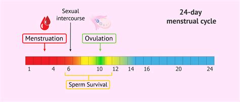Sexual Intercourse During Menstruation And Possibility Of Pregnancy