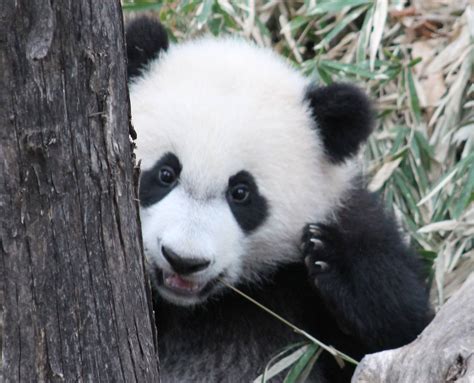 National Zoos Adorable Giant Panda Bei Bei Turns Three Book Review