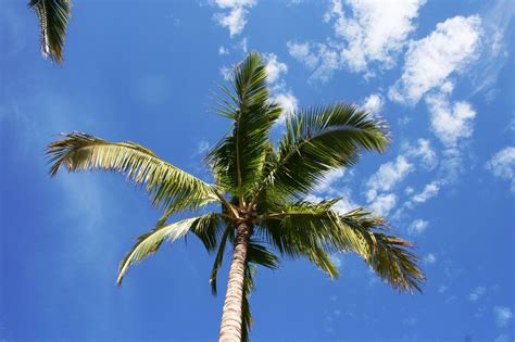 Palm Tree And Clouds Free Stock Photo Public Domain Pictures