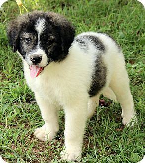 Working dogs with hearts of gold! 8/26/14 Windham, NH - Great Pyrenees/Australian Shepherd Mix. Meet Alexander, a puppy for ...