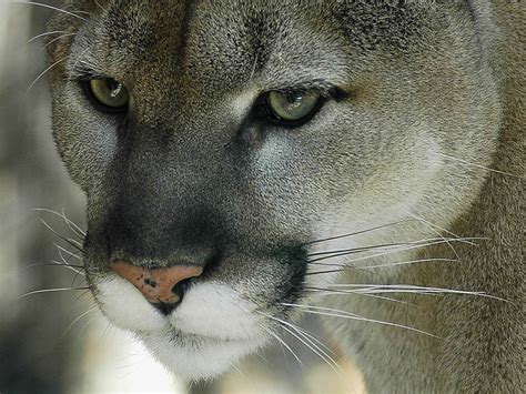 Eastern Cougar Wallpaper Animals Town