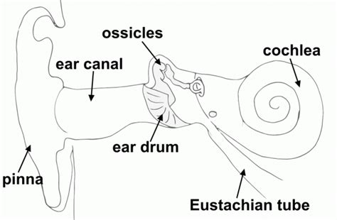 Diagram Of The Ear Ks2