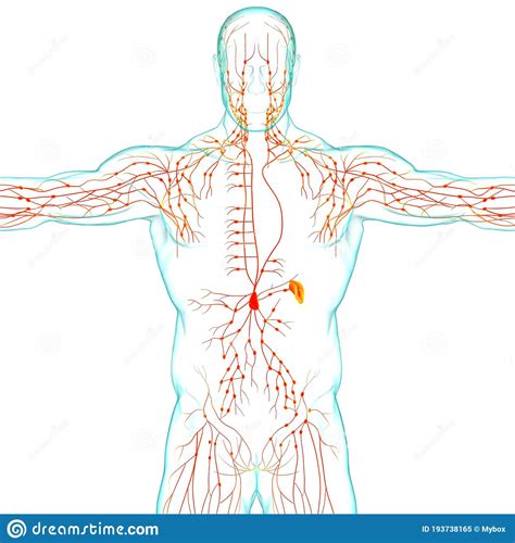 Human Lymph Nodes Anatomy For Medical Concept 3d Rendering Stock