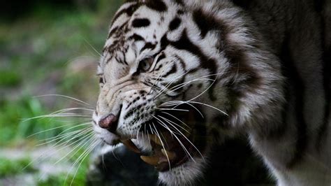 Desktop Wallpaper White Tiger Angry Predator Muzzle Hd