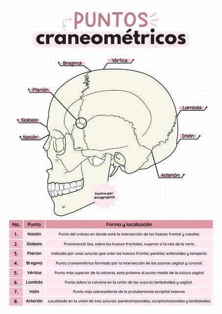 Puntos Craneometricos Dibujo