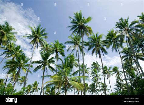 Coconut Palms On Fiji Stock Photo Alamy