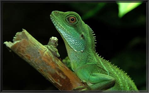 Chinese Water Dragon Wikipedia