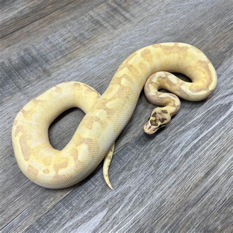 Enchi Spider Highway Ball Python By Superior Scales Reptiles Morphmarket