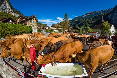 Move Over Mountains Cows Are The Real Reason To Visit Switzerland