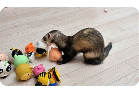 Ferret Toys The Best Homemade Diy Toys For Your Pet