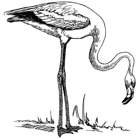 Flamingo Clipart Black And White Atilalemon